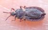 Aneurus avenius